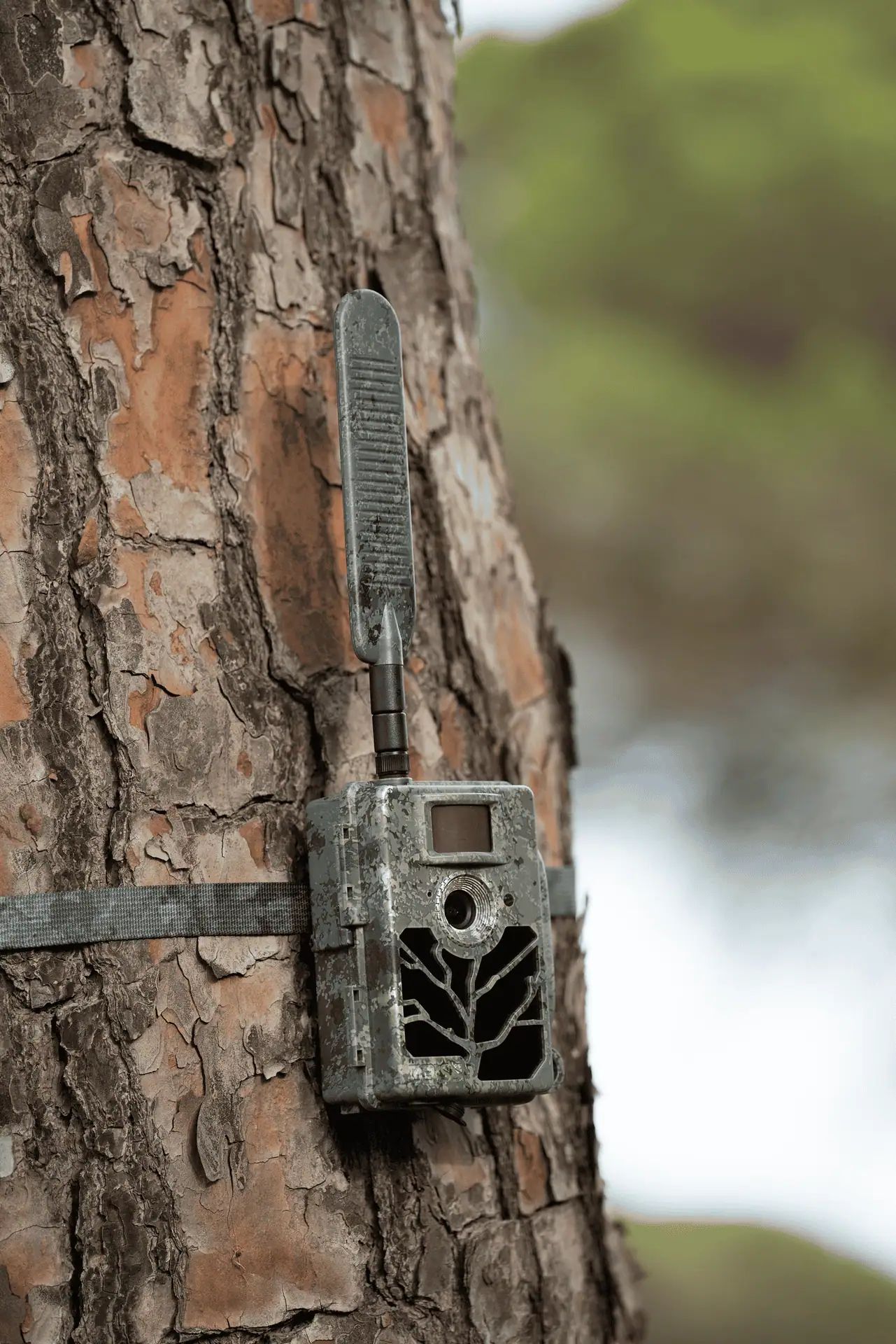 Zeiss Secacam 5 Wide-Angle 100° Trail Camera, Twin Pack, in use
