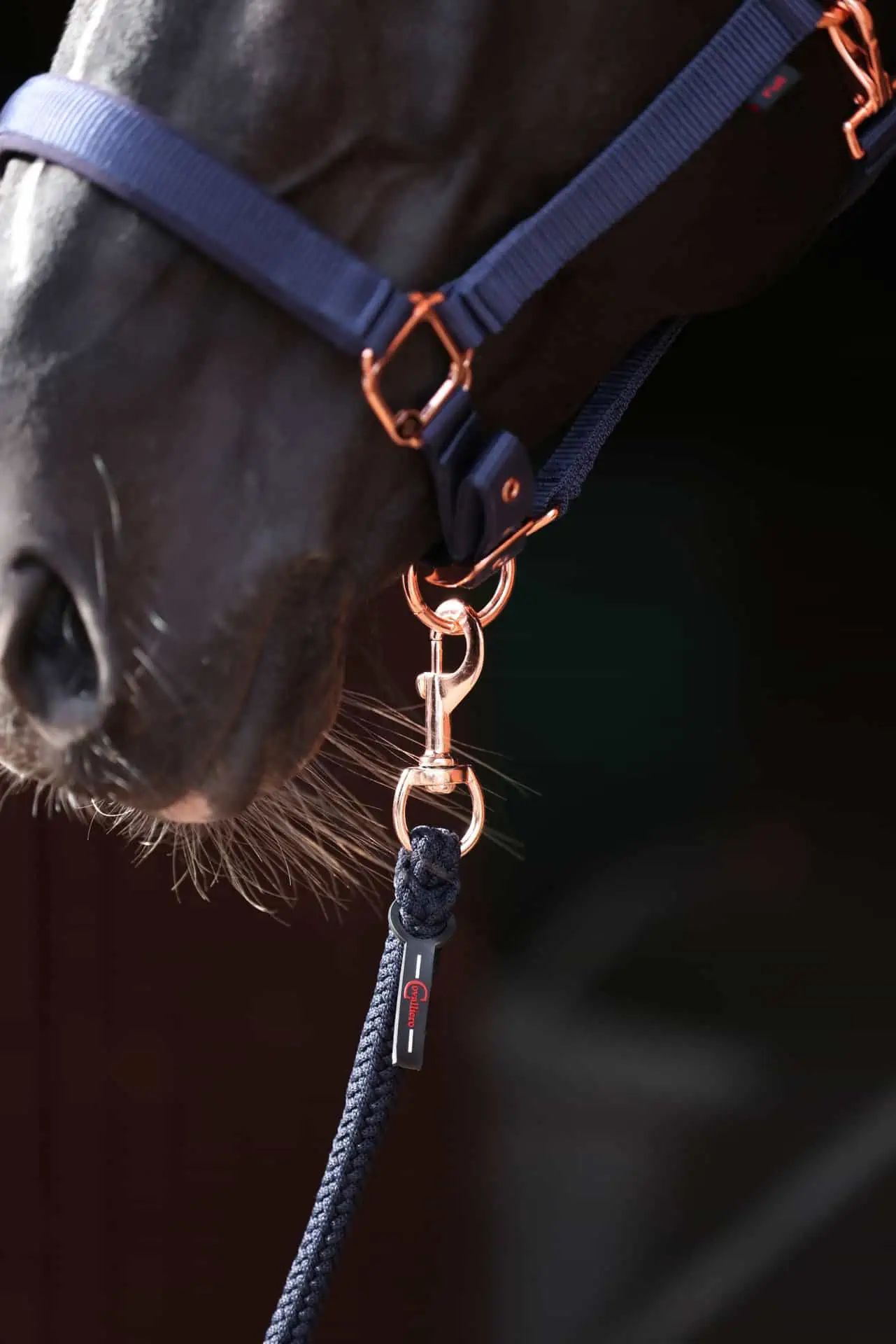 Longe Classy Covalliero, longe robuste pour cheval, bleu marine, mousqueton