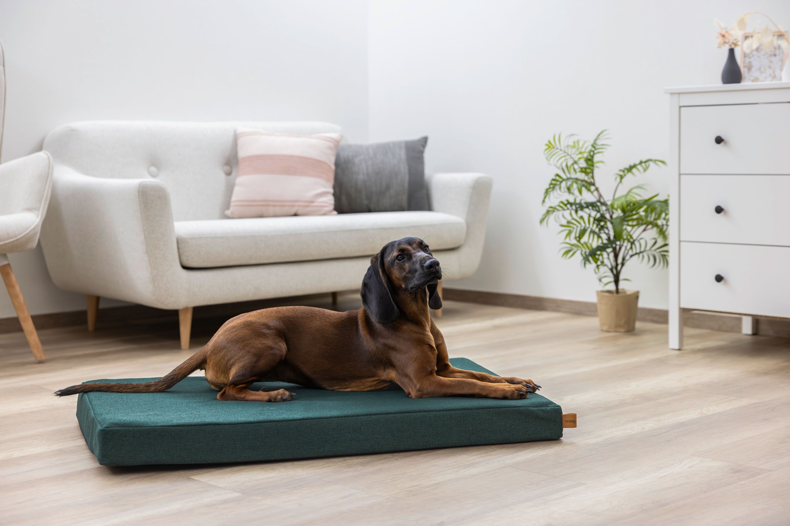 dog, dog bed, rectangular, folded, indoor