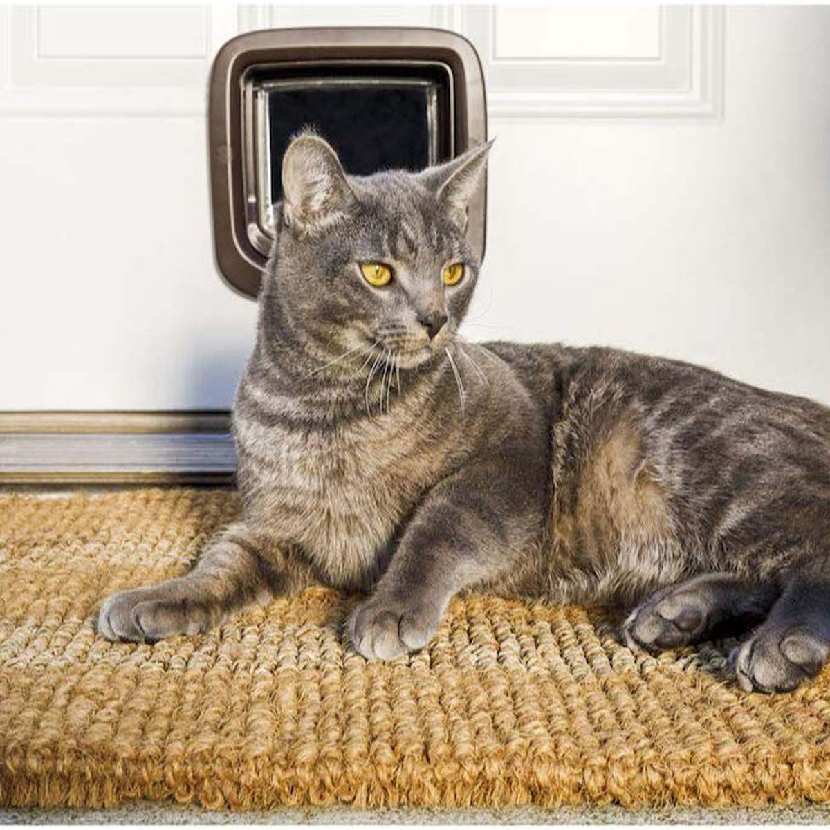 PetSafe Katzenklappe braun, manuelle 4-Wege-Verriegelung, im Einsatz