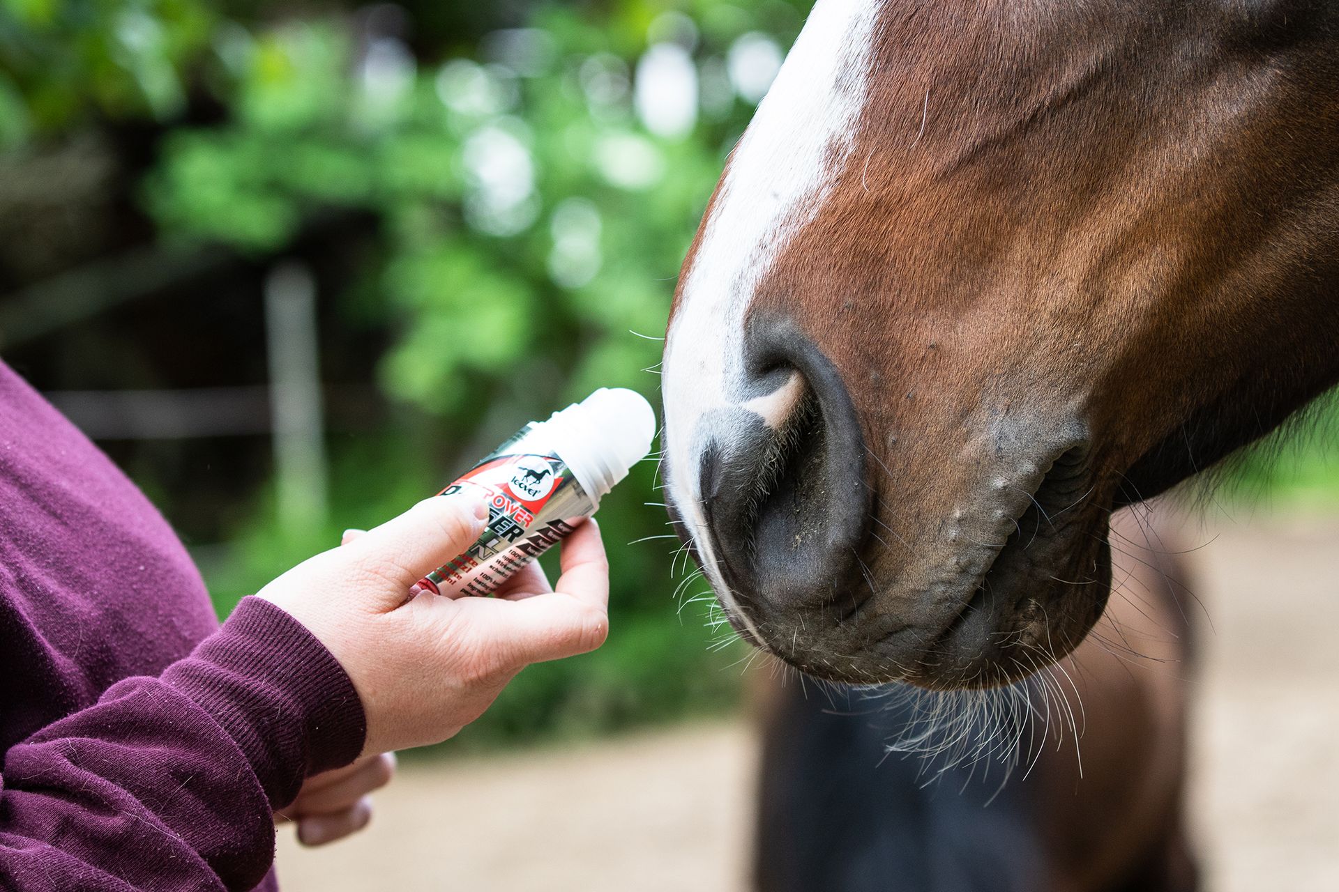 Leovet Power Phaser Roll on Fliegenschutz Pferd, 75 ml, im Einsatz
