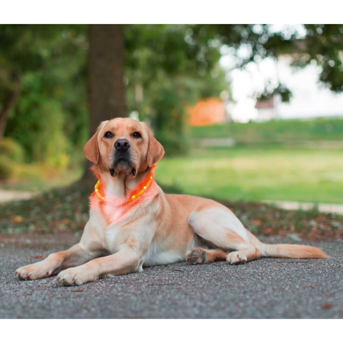 Kerbl Pet Collier LED Maxi Safe, visible jusqu'à 500 m, en utilisation