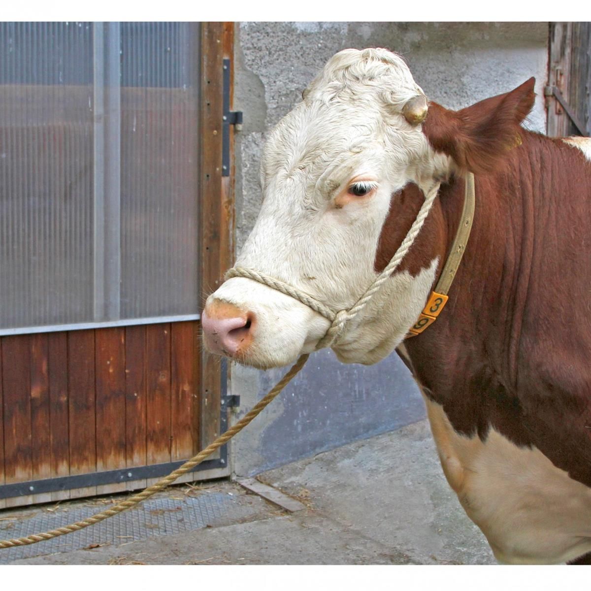 Kerbl frânghie de conducere Relax pentru bovine, 5 m, Ø 16 mm, în utilizare, în grajd