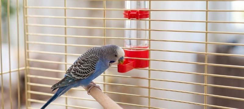 Accessoires de cage