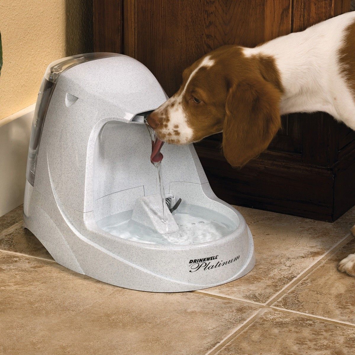 PetSafe Drinkwell Platinum Trinkbrunnen für Katzen & Hunde, 5 L, im Einsatz