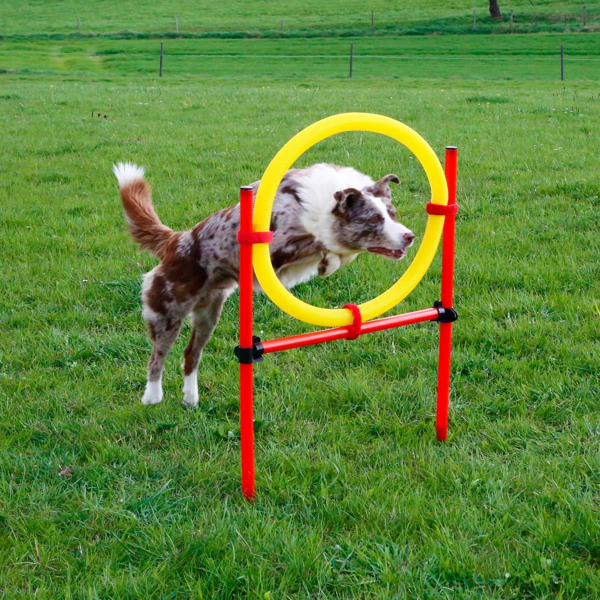 Kerbl Agility Set Hund 3-teilig, Ring, Hüpfstange & Slalom, im Einsatz, auf der Weide