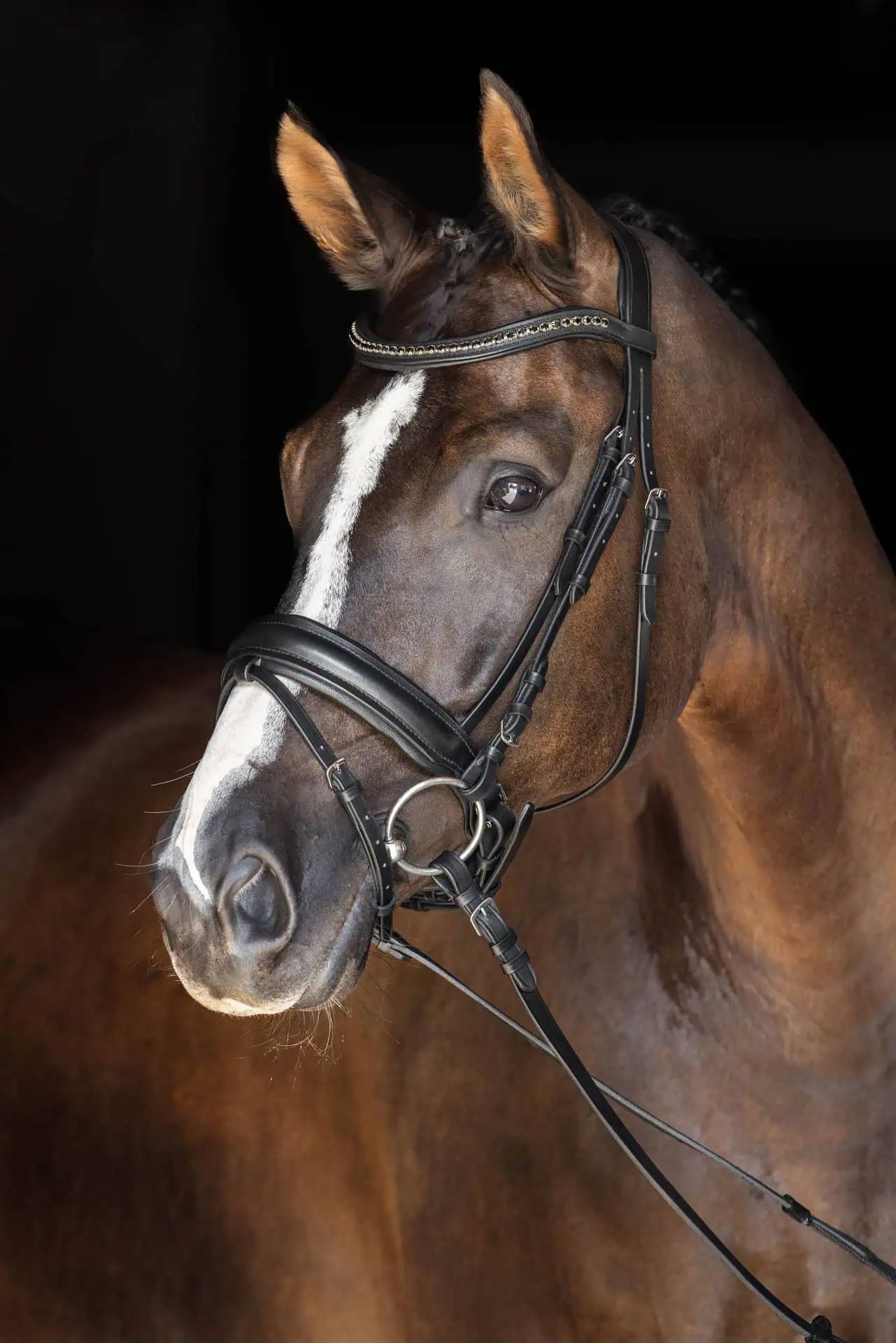 Covalliero Frâu suedez din piele neagră, cu hățuri, fără zăbală, Pony/Cob/Full, în utilizare