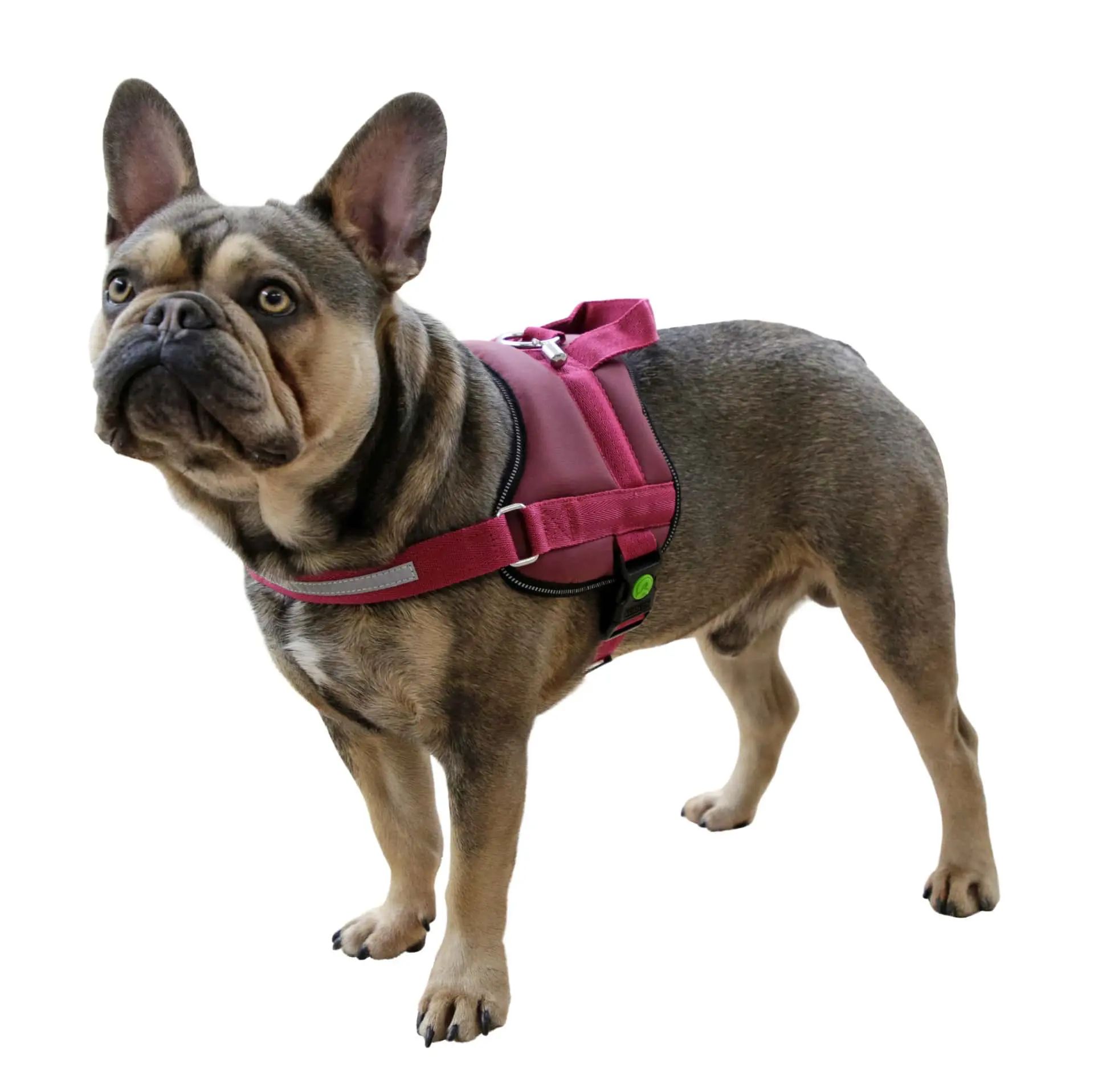 Harnais pour chien Kerbl Maestro 2.0 avec tube d'identification, bordeaux, vue de côté