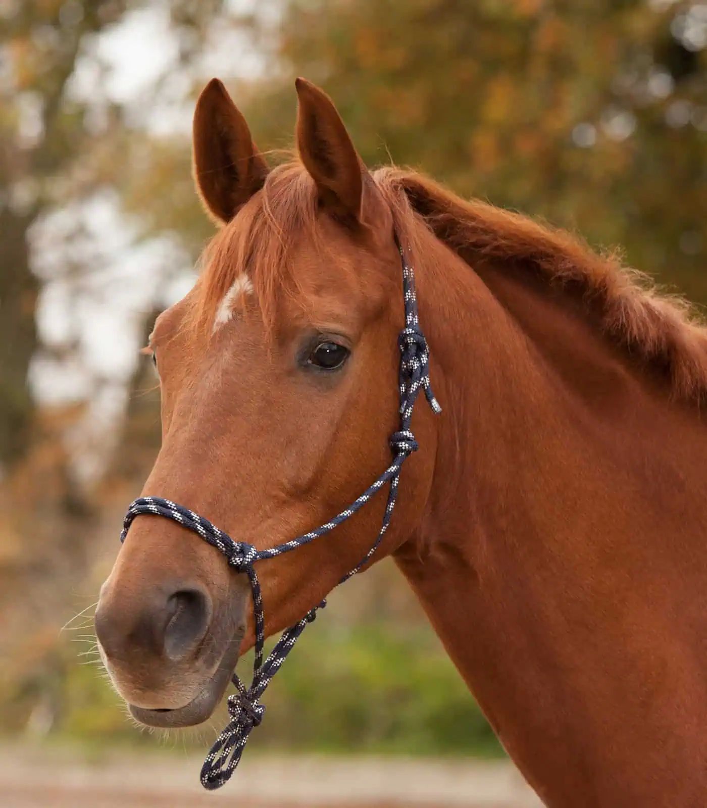 Waldhausen Licol à Nœuds pour Chevaux, Réglable en Continu, Sans Ferrure, COB, bleu nuit/argent