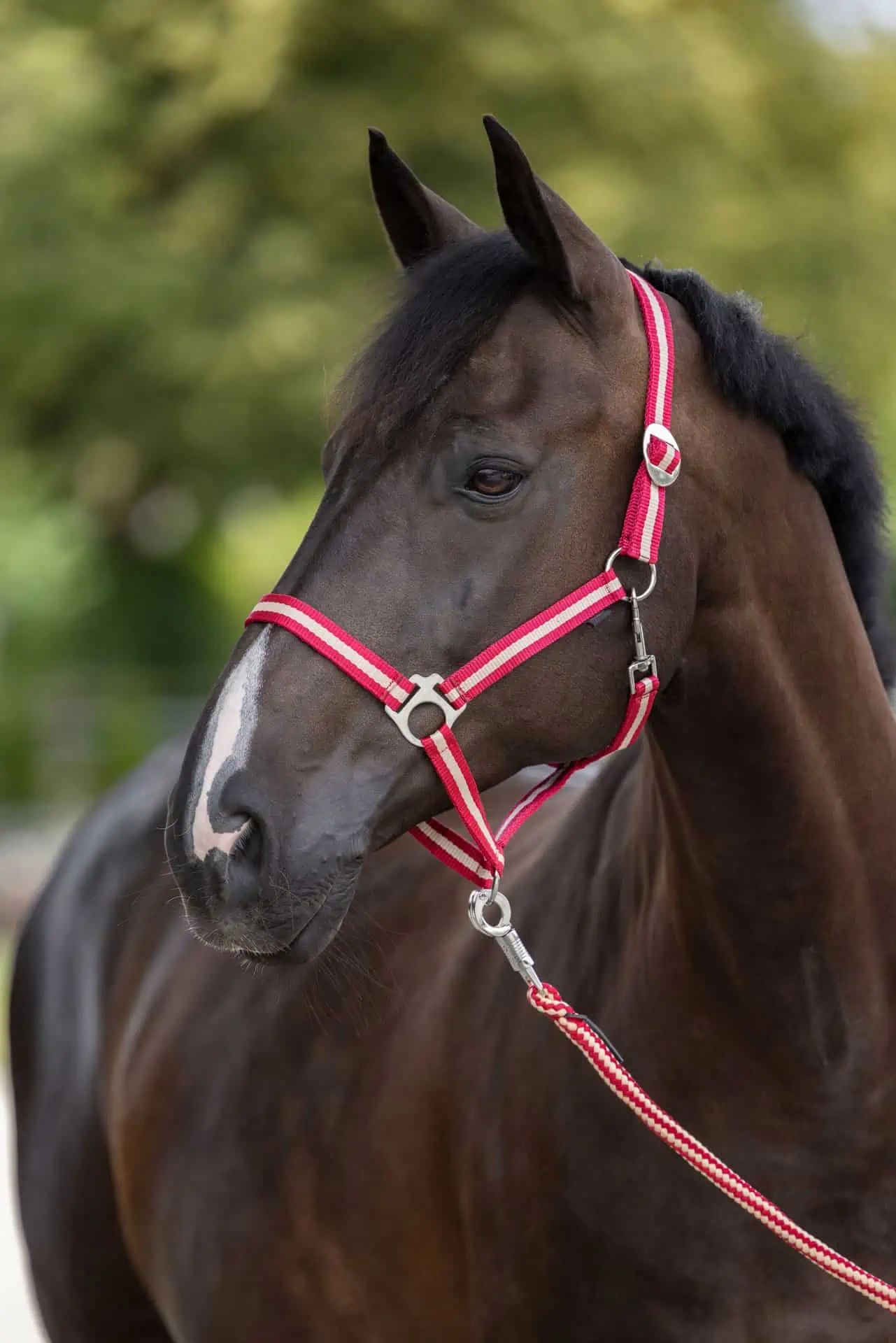 Covalliero Nylonhalfter Hippo, stufenlos verstellbar für Pferde, Foal bordeaux/beige