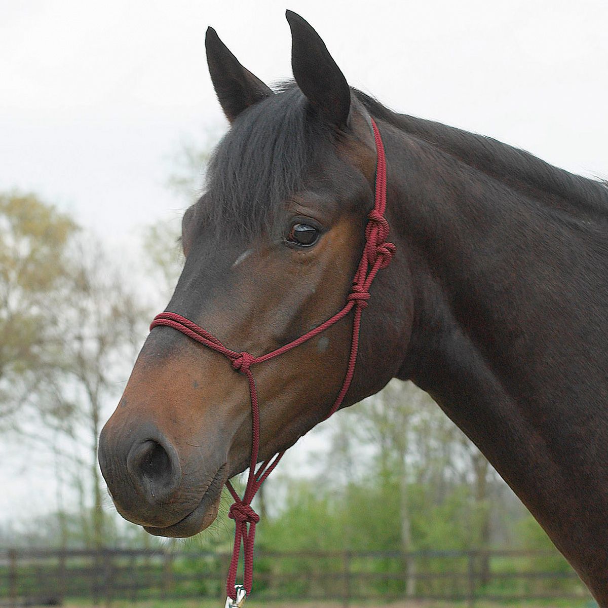 BUSSE Rope Halter STANDARD