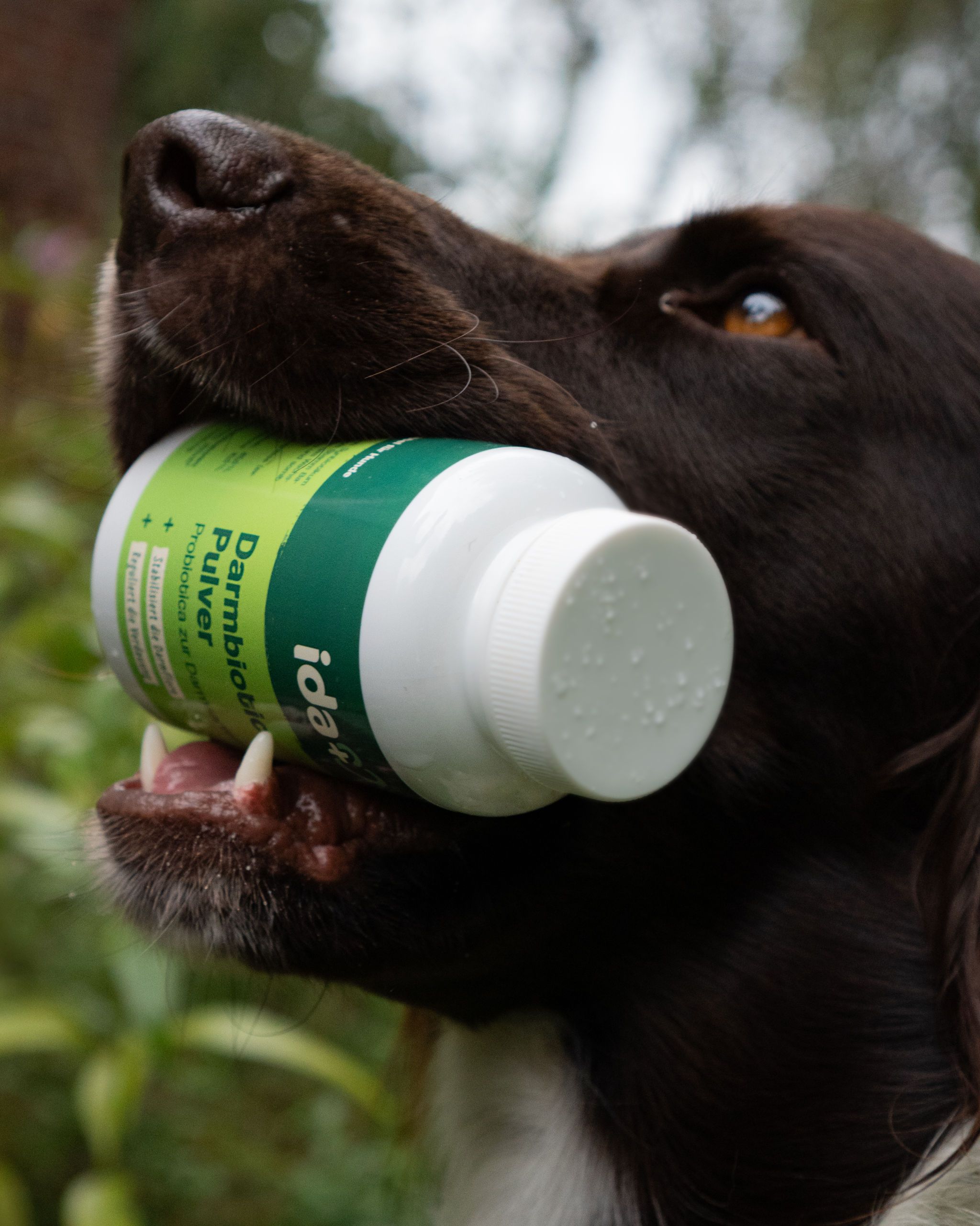 dog, collar, bottle, eye, green label