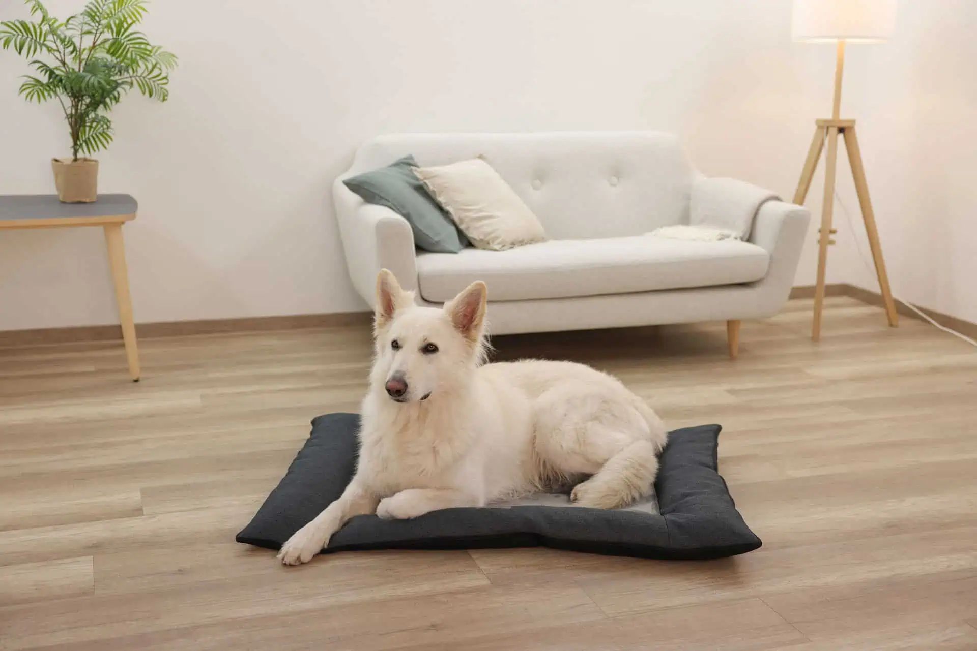 Kerbl Cuscino ortopedico Platin Ortho per cani grigio, in uso, in casa