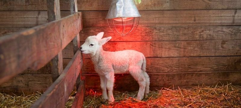 Heat Lamps