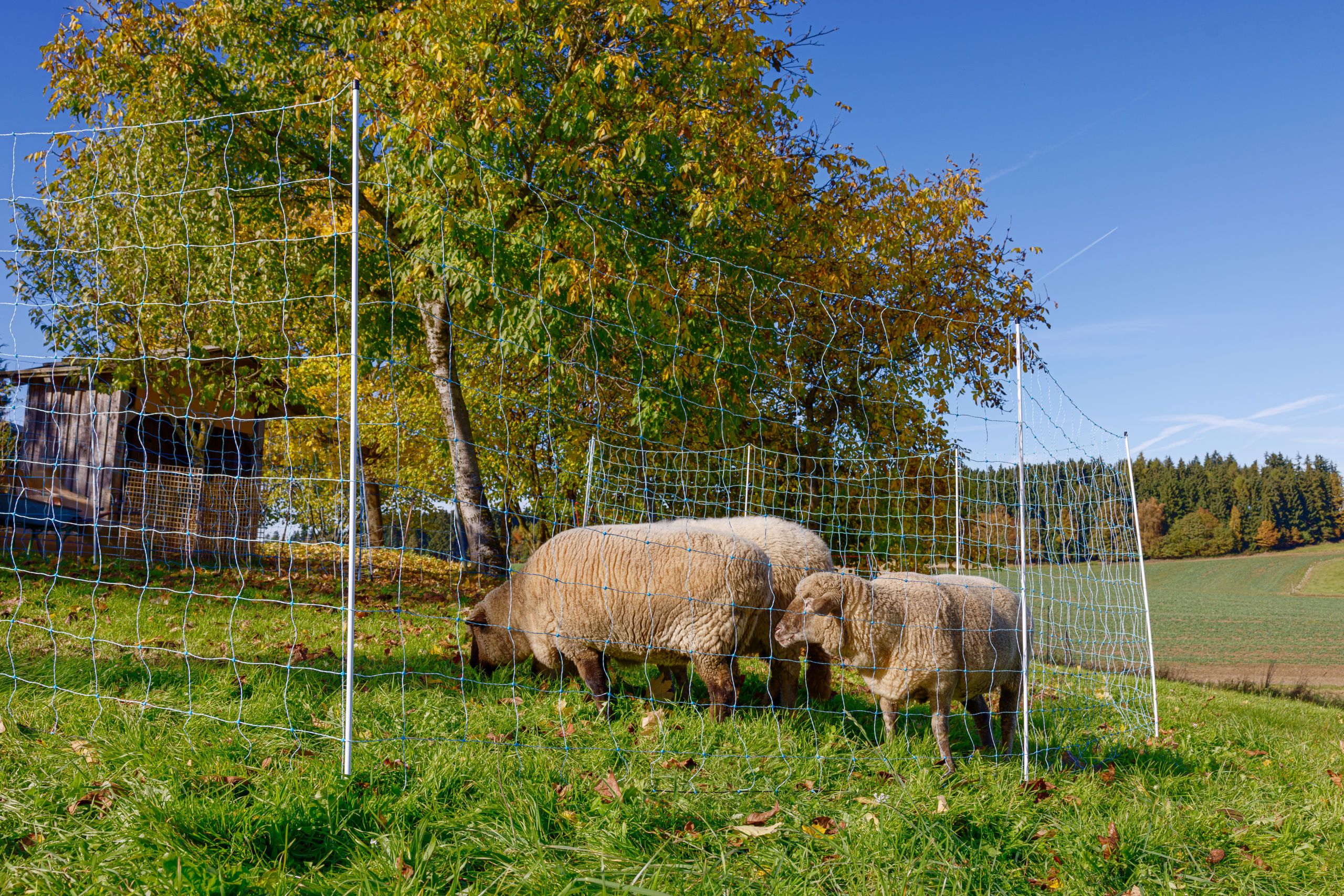 Schaf, Schafszaun, Zäune, Weide, Landschaft
