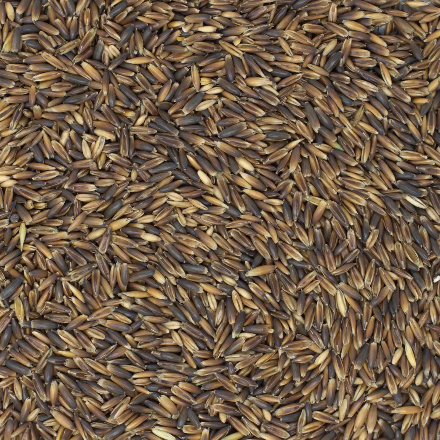 Agrarzone Black Oats cleaned/dust-free 20 kg, detail view, material