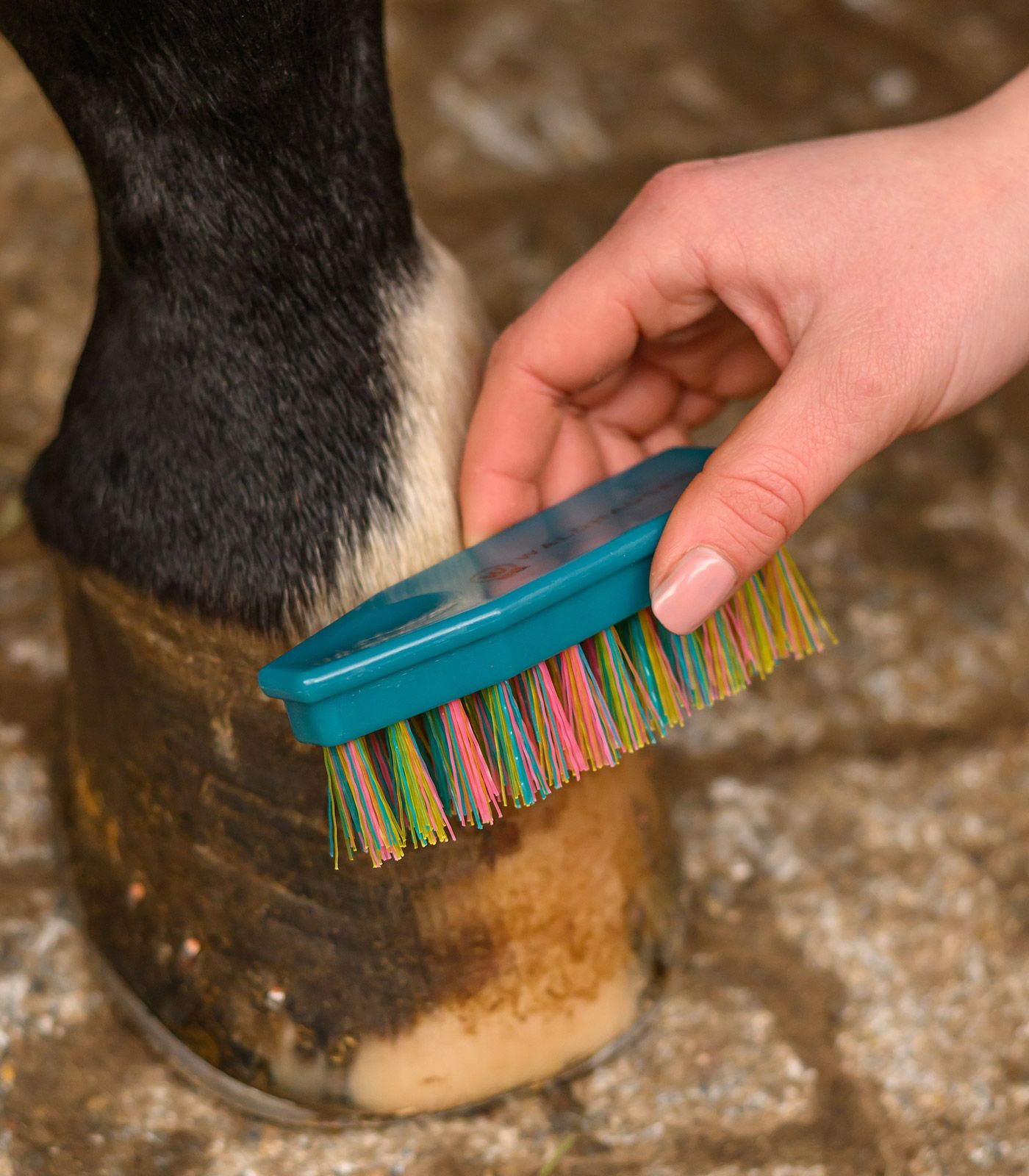 Pferd, Huf, Bürste, Dung, Reinigung