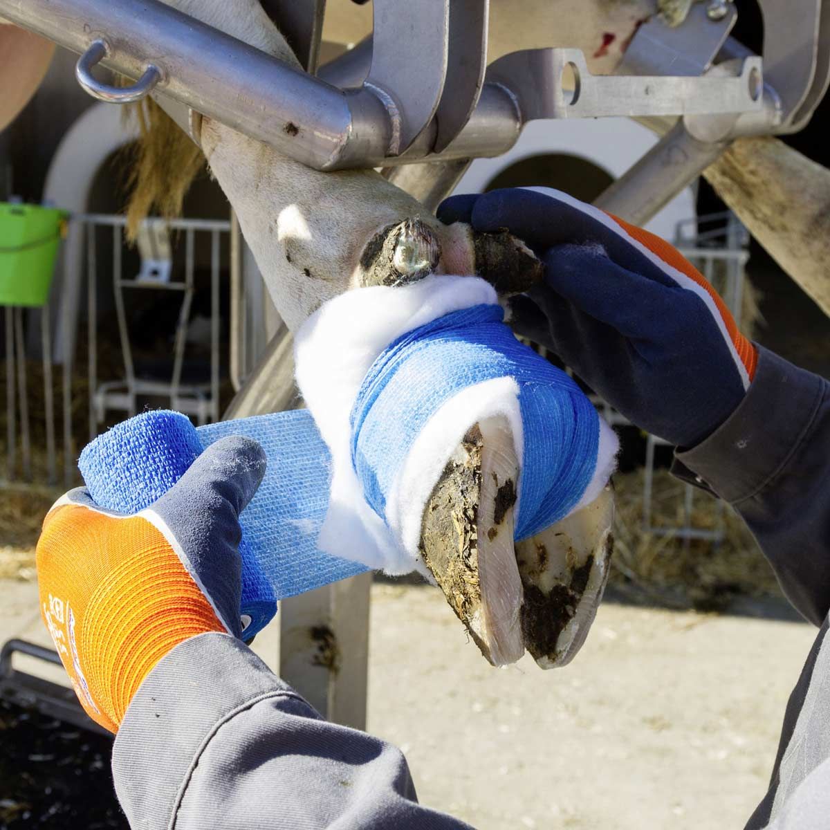 Bandage auto-adhésif pour onglons VetLastic Kerbl, mi-élastique et résistant, en utilisation, à l'écurie