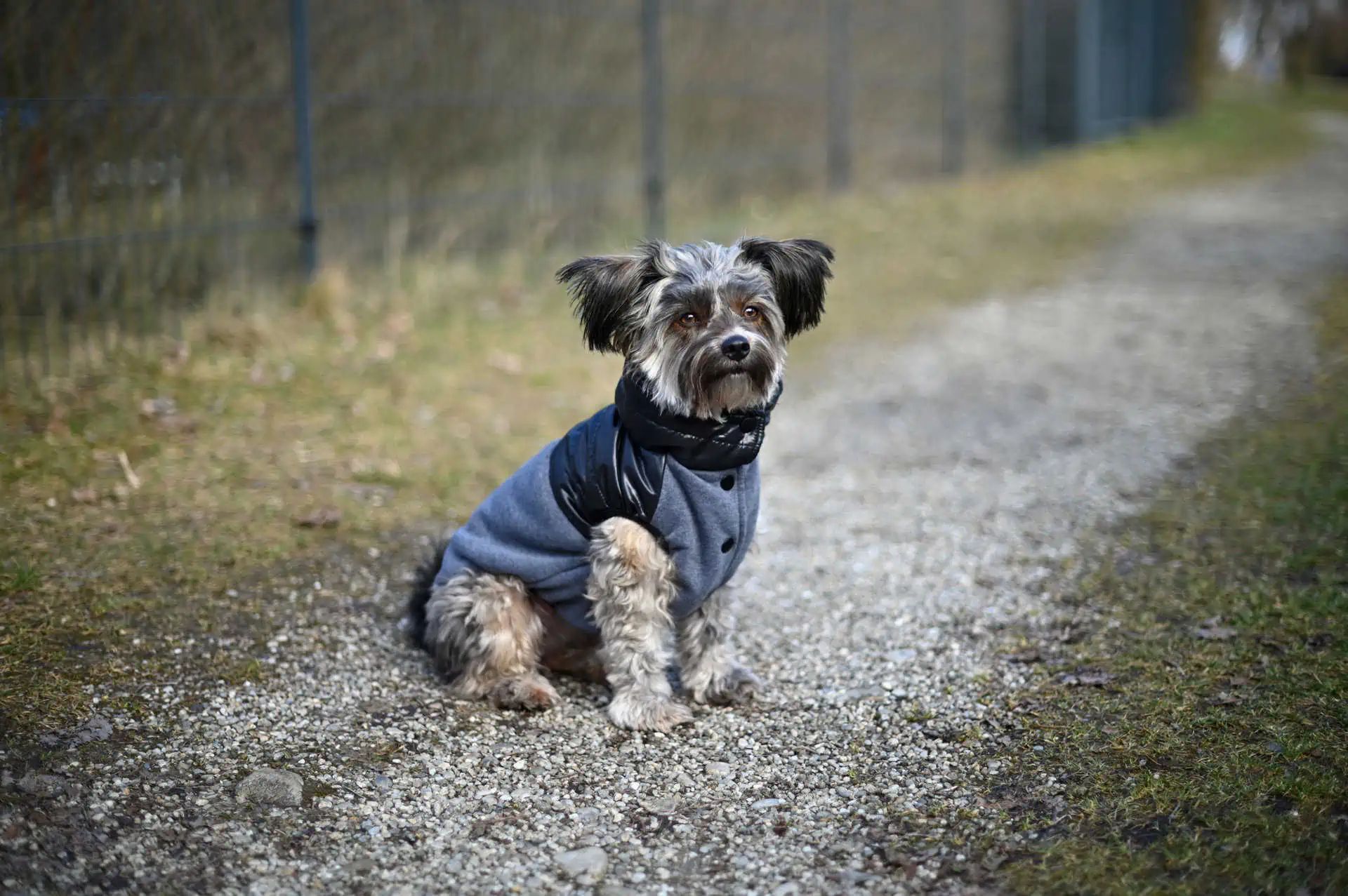 Kerbl Hundemantel Quebec, Hybridmantel mit Beinschlaufen, im Einsatz