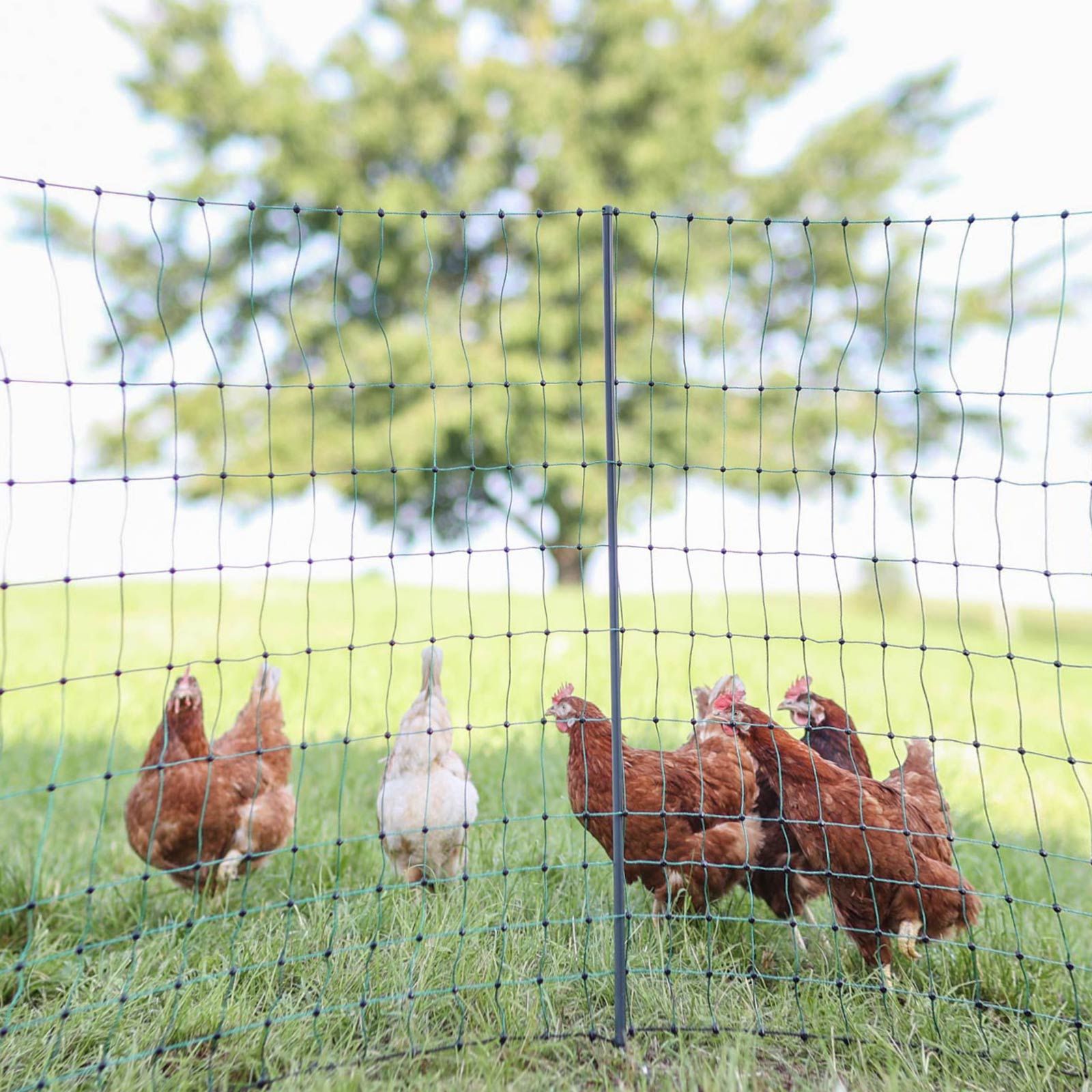 AKO PoultryNet Premium csirke háló, nem villamosító, dupla csúcs, zöld 25 m x 106 cm