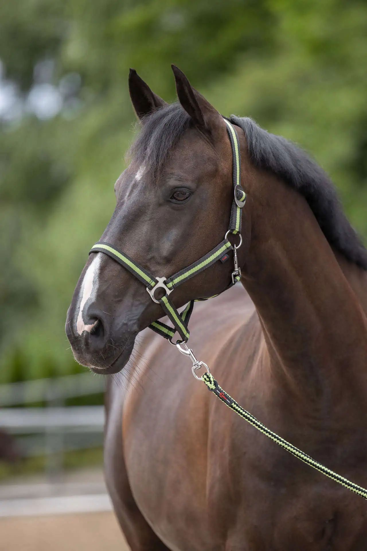 Covalliero Nylon Halter Hippo, Adjustable Horse Halter, in use