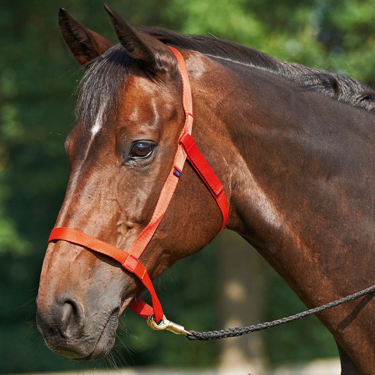 BUSSE Halter WHEAT röd X-FULL