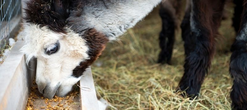 Alpaca Feeding