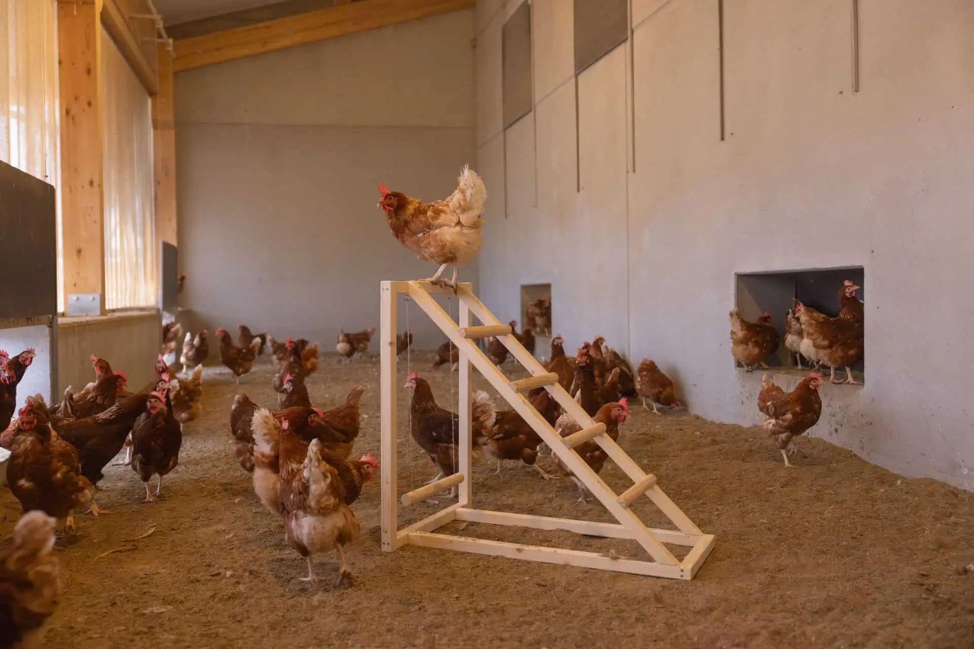 Tour d'escalade pour poules Kerbl avec balançoire, 85 x 55 x 76 cm, en utilisation, à l'écurie