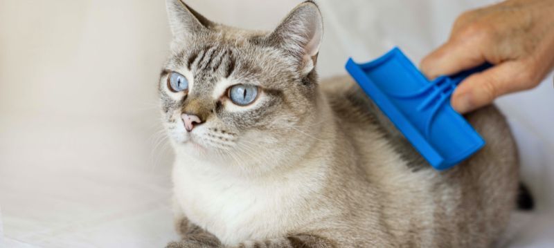 Cat Care