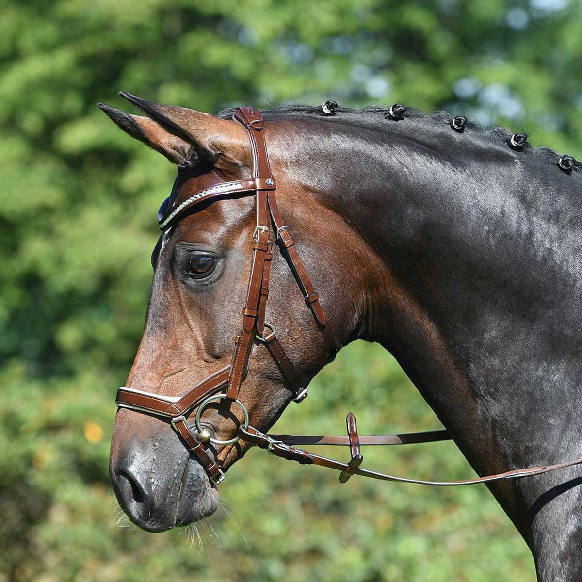 BUSSE Filet MODENA anatomique, Cob/Cheval, cuir, sans rênes, en utilisation