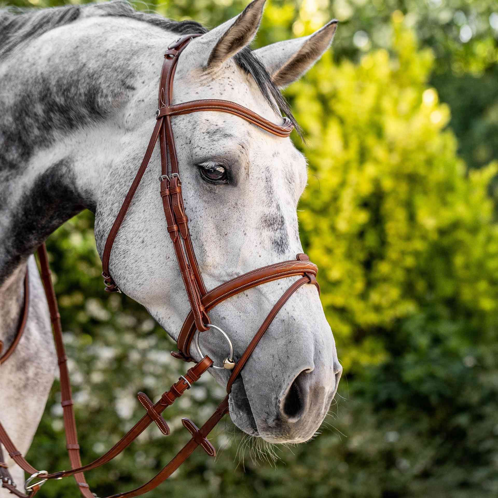 Bridon BUSSE TAKE-OFF LINE AD, combiné anglais pour chevaux, en utilisation
