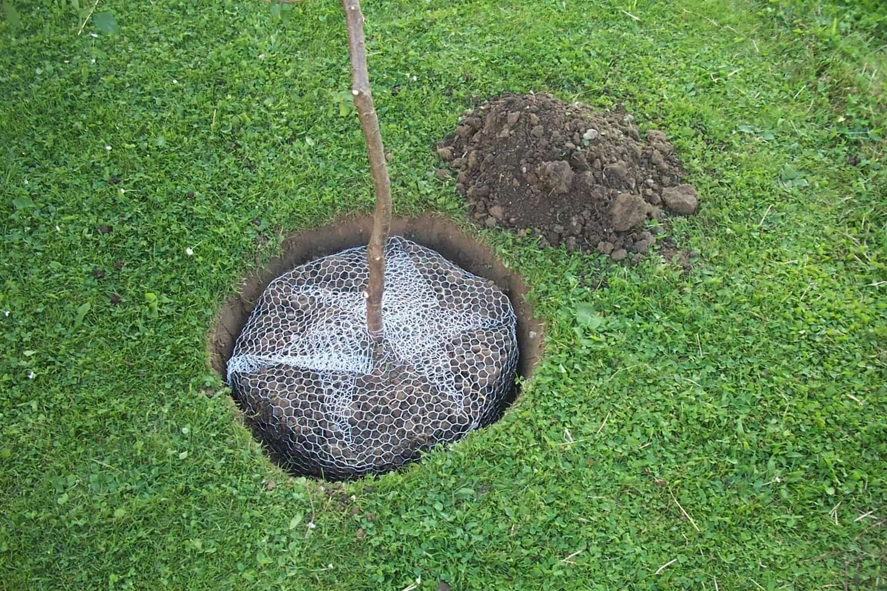 Junger Baum mit Drahtgeflecht am Wurzelballen in ausgehobenem Pflanzloch