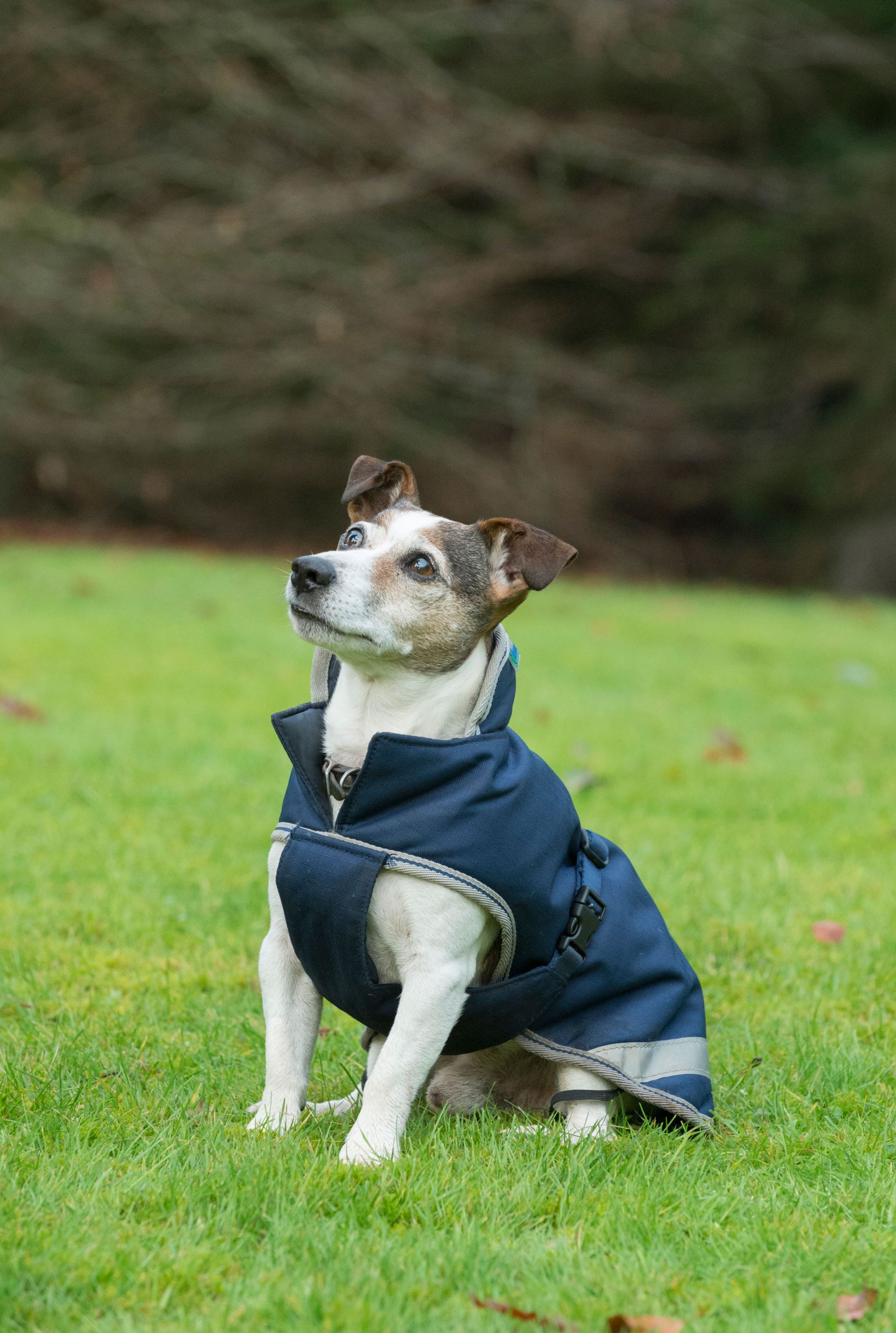 Bucas Freedom Dog Rug 50 Hundemantel wasserdicht, navy