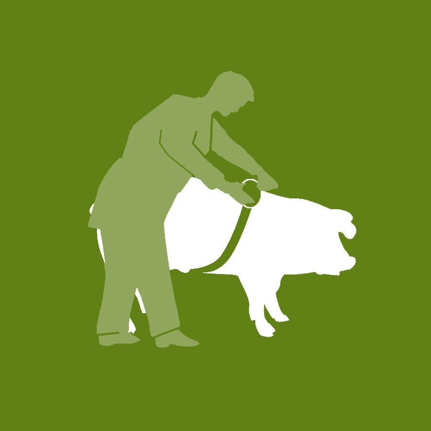 Kerbl Ruban barymétrique pour bovins et porcins, 250 cm, infographie