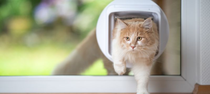 Cat Protection