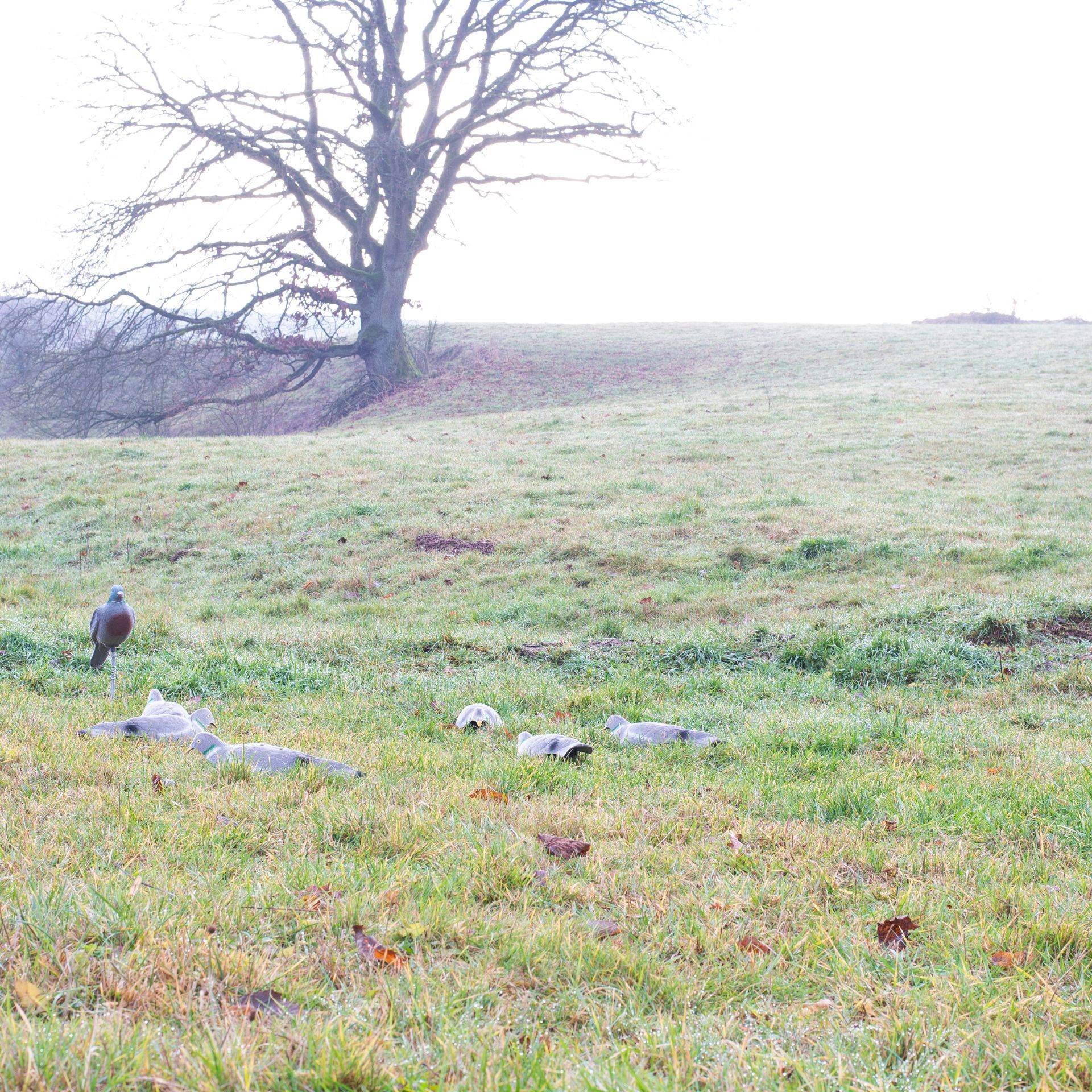 Leurre pigeon à coque pleine, en utilisation, au pré