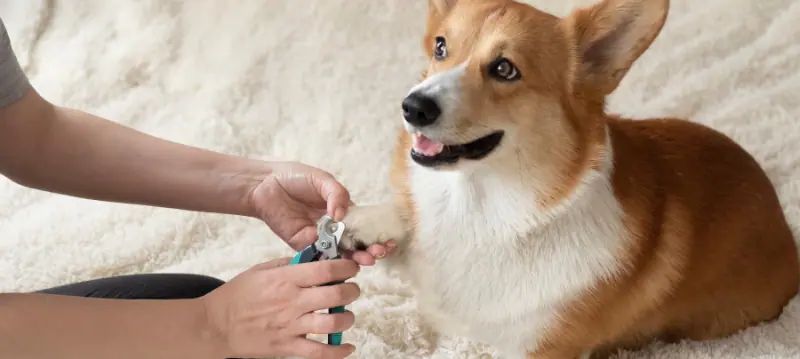 Dog Care