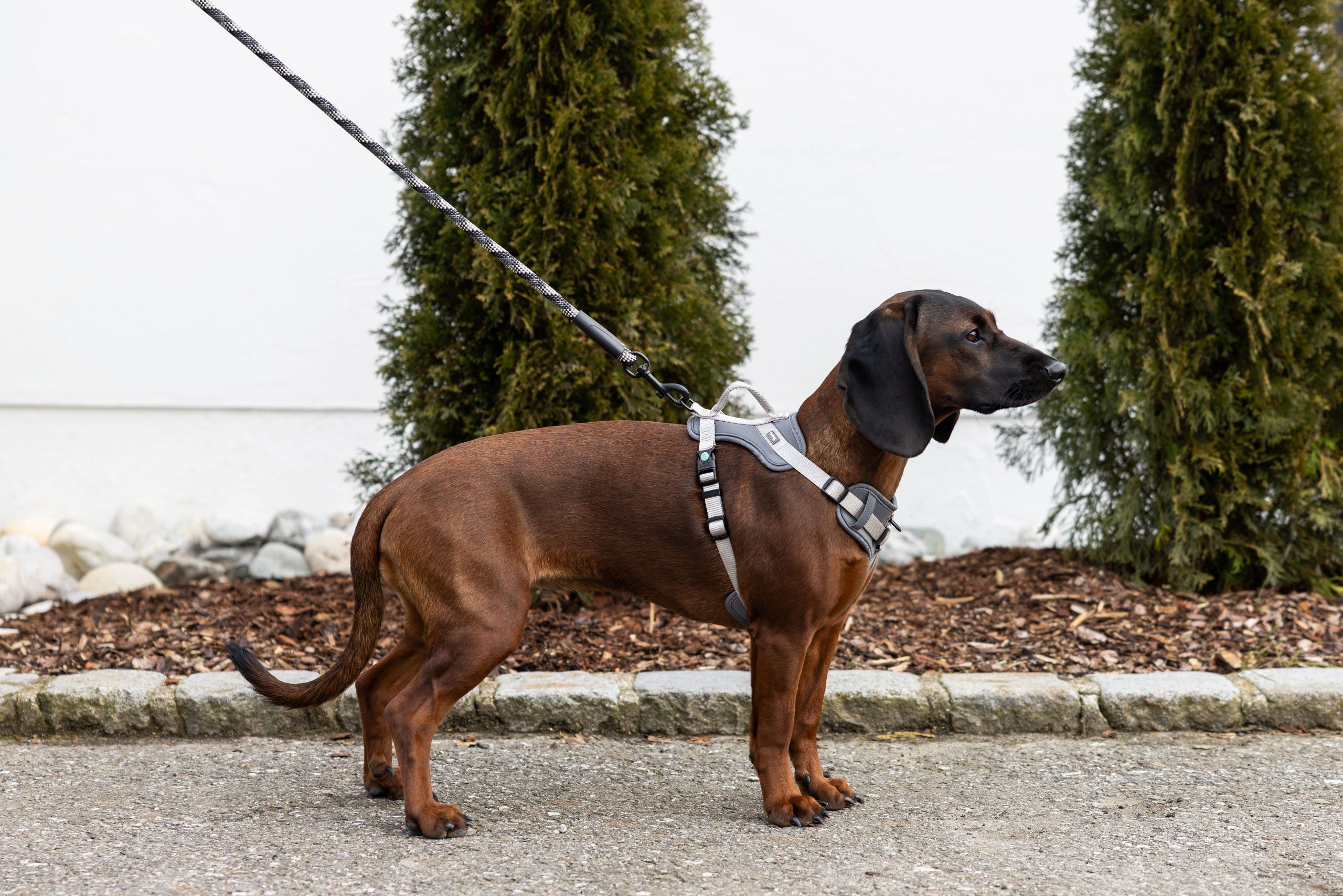 hund, harnes, leine, braun, haustierzubehör