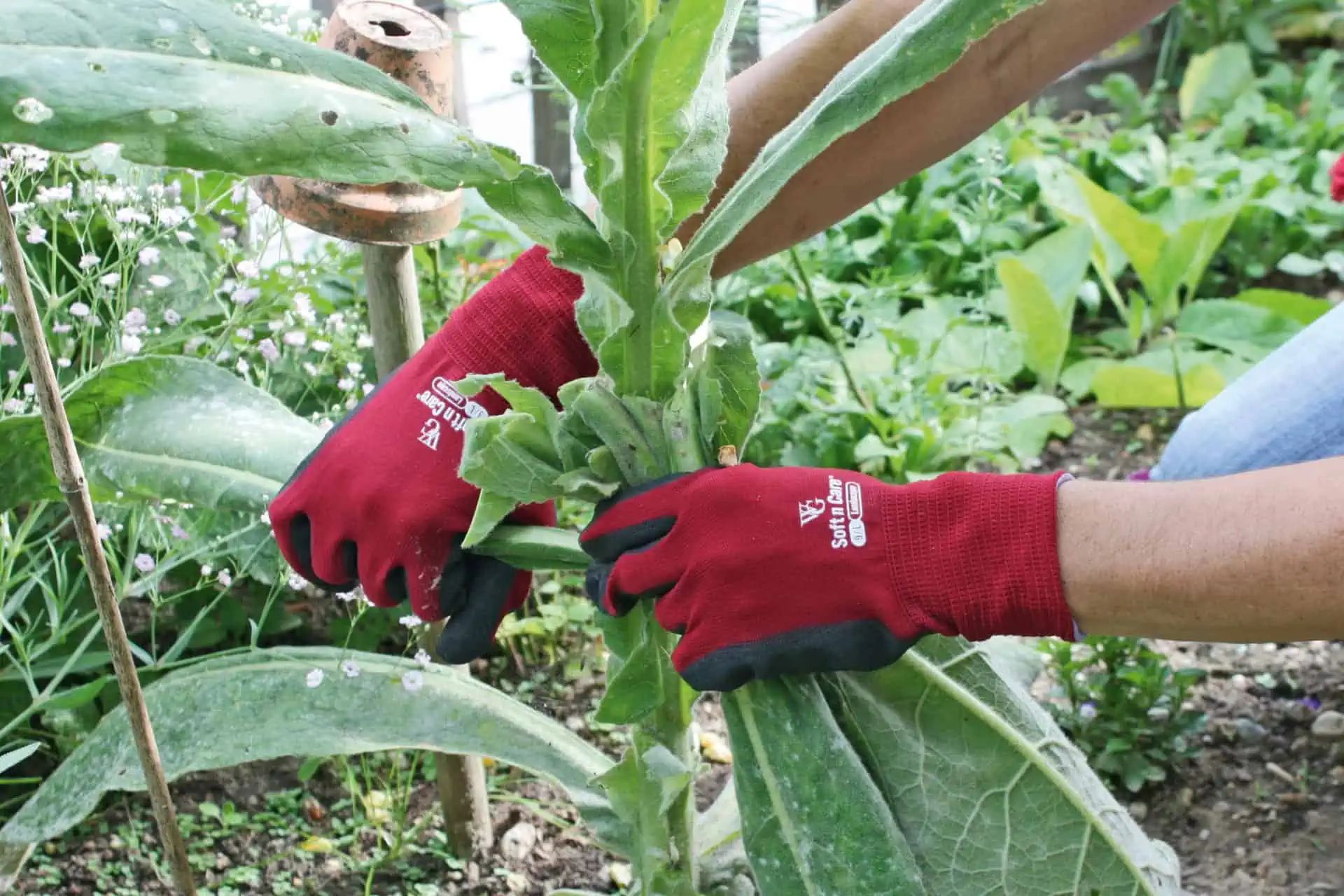 Kerbl Gartenhandschuh Soft N Care Landscape Nitrilbeschichtung, im Einsatz, in der Hand