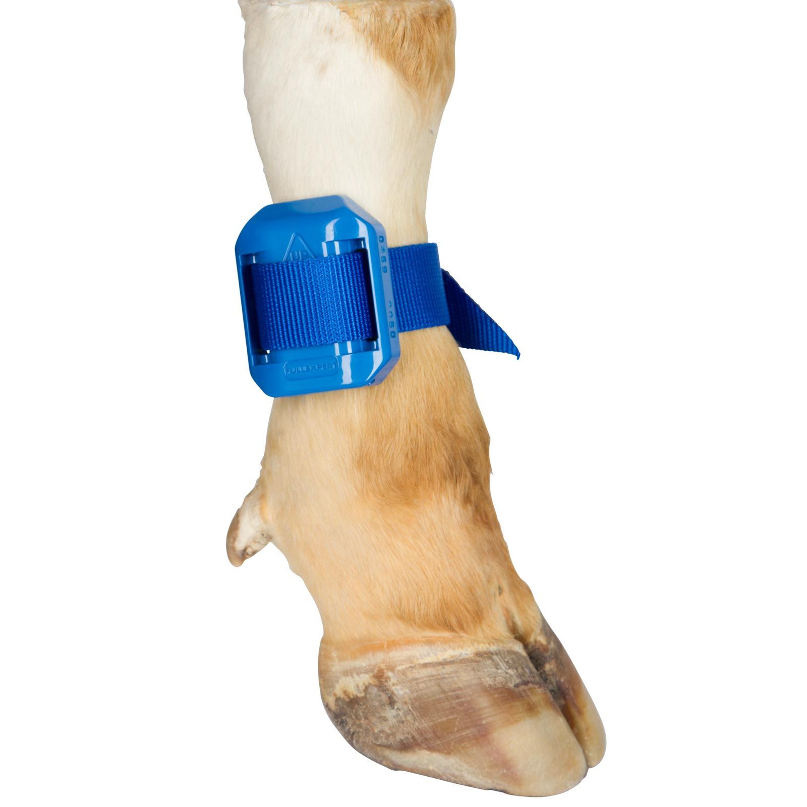 Kerbl Tying Strap for Pedometer, Cattle, 40 cm, Blue, in use, leg