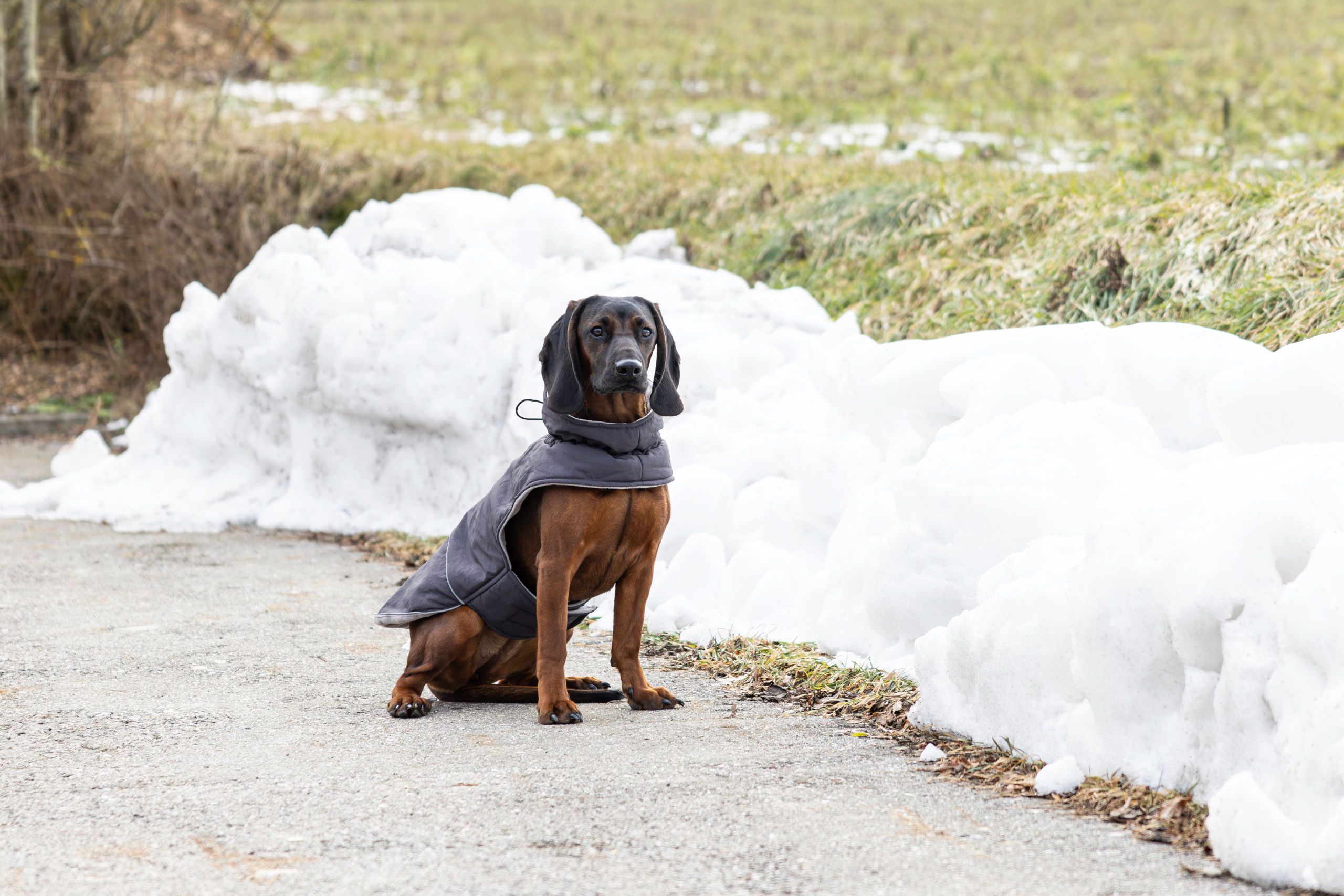 hund, mantel, winter, braun, duster
