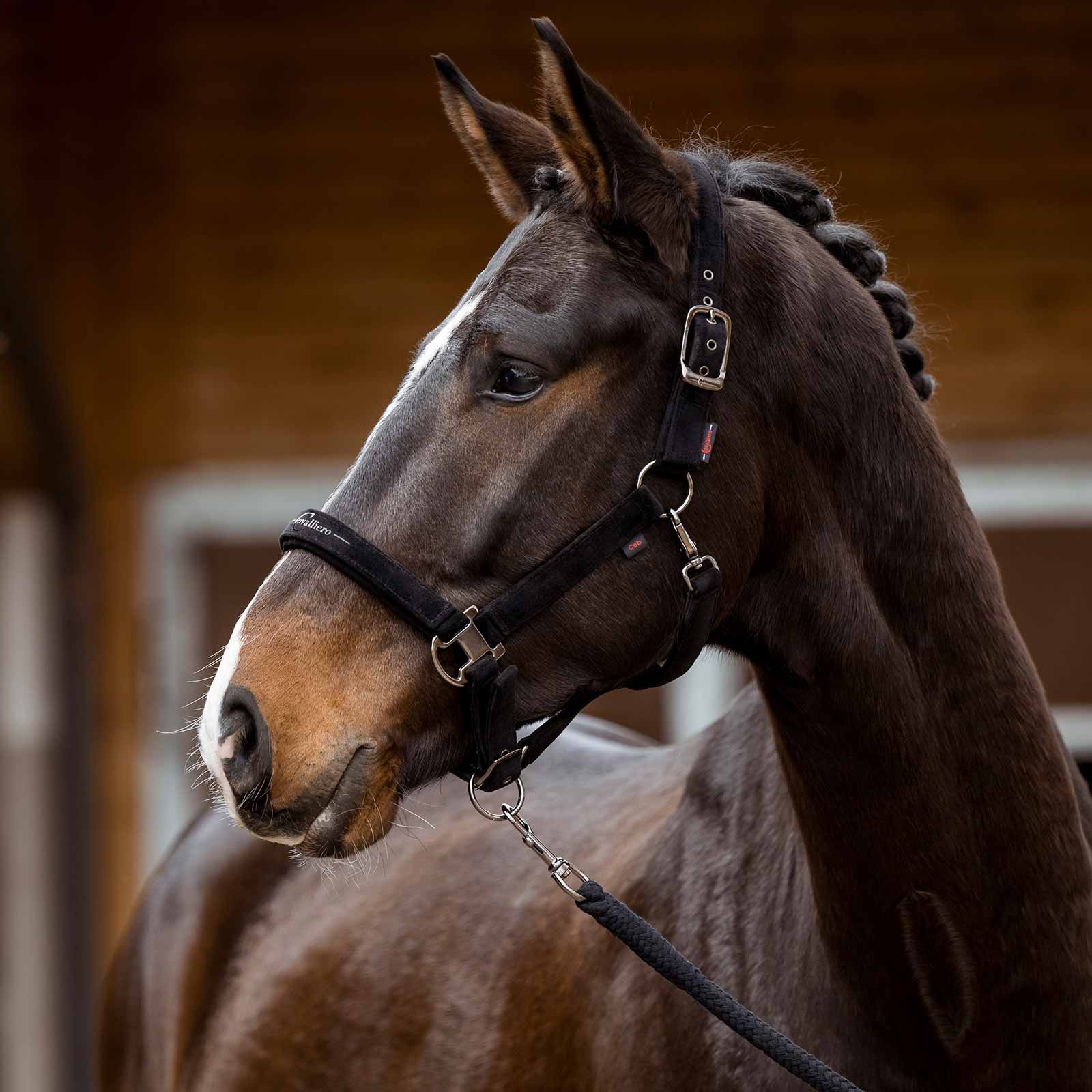 Covalliero Ledlina hw 2023 svart, i användning