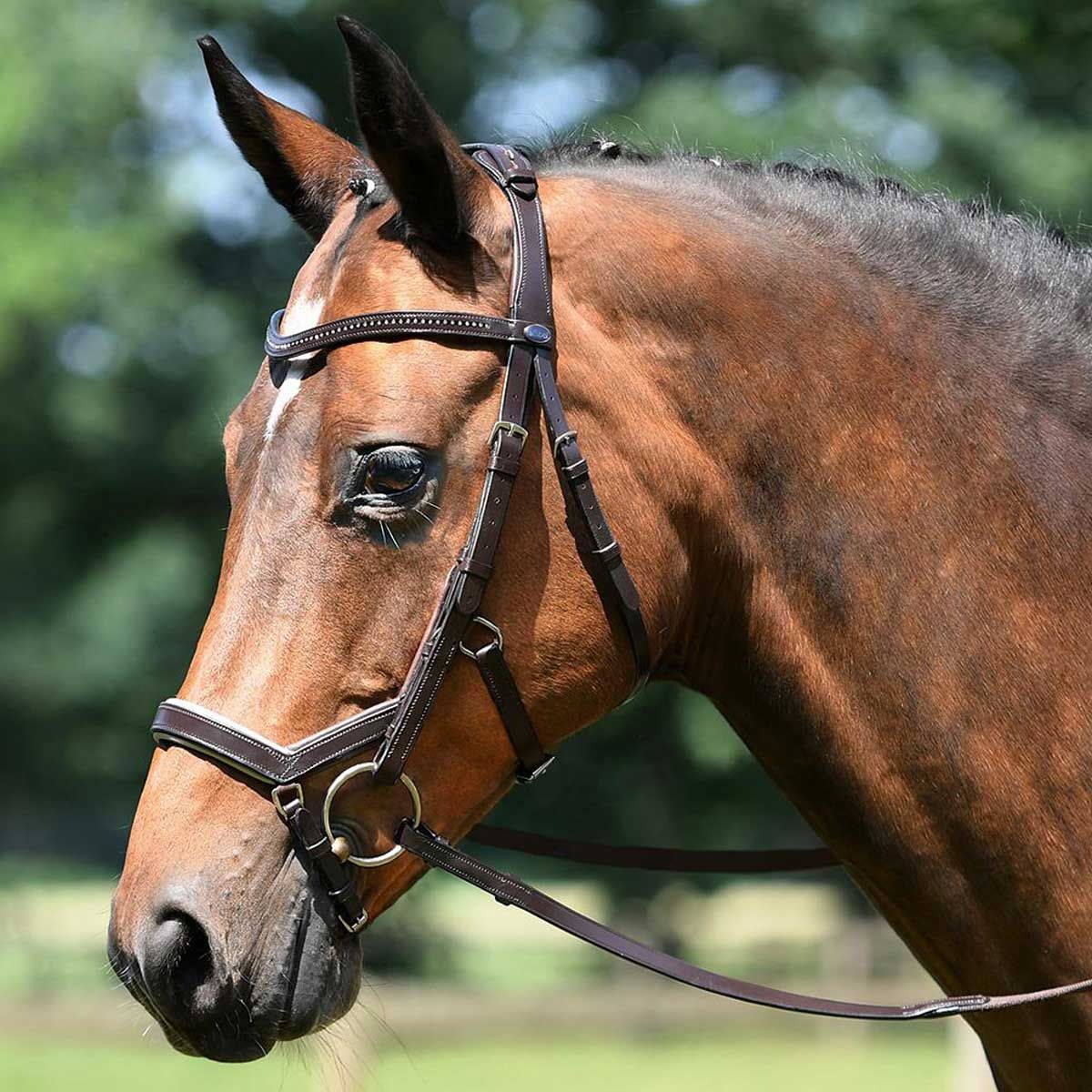 BUSSE Snaffle FEELING