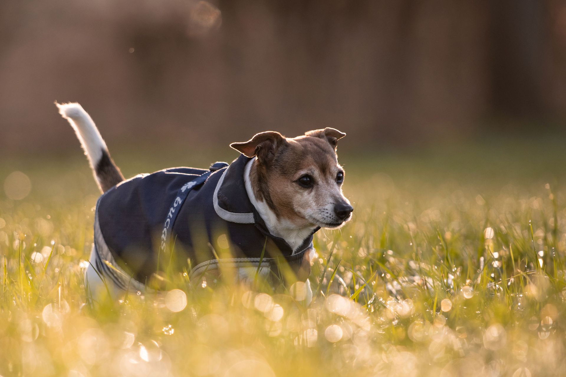 Bucas Freedom Dog Rug 50 Palton pentru câini impermeabil, bleumarin, în utilizare