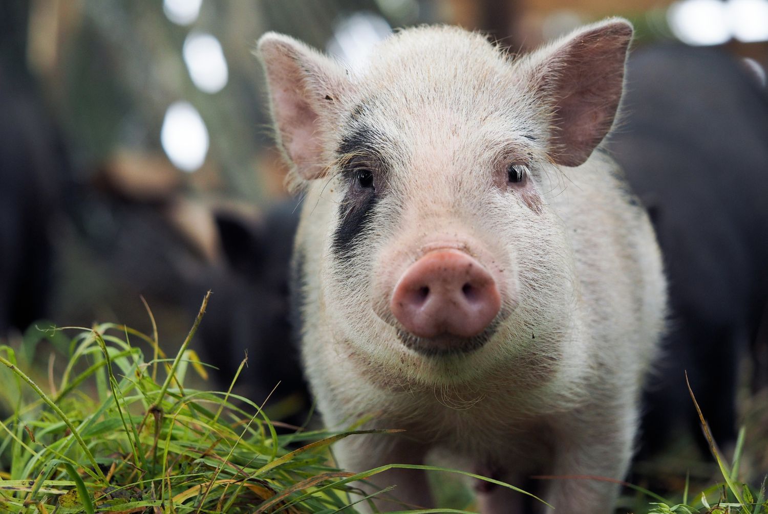 Köp råttgift och musgift hos oss på Agrarzone