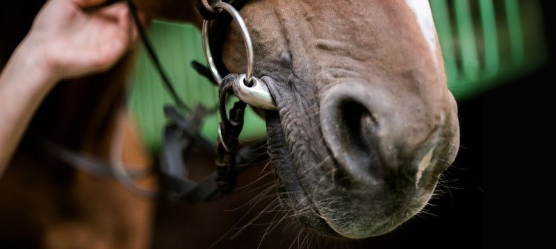 Mors de cheval