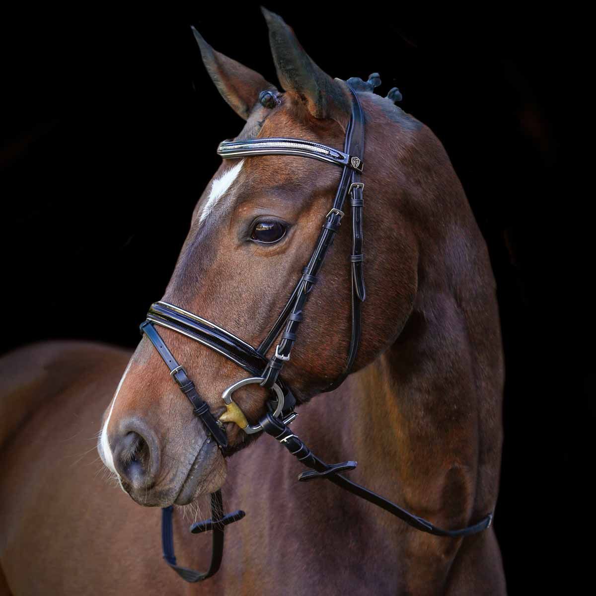 Bello Ritratto Marrone Del Cavallo Con La Foresta Della Briglia in