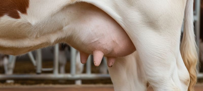 Milking Fat And Udder Care