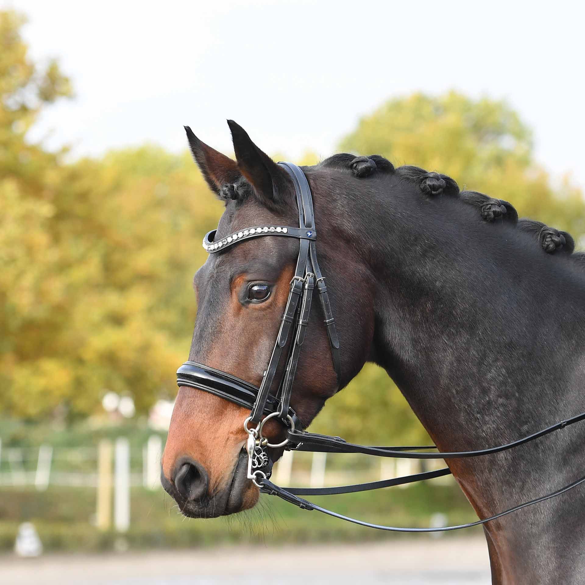 BUSSE Double Bridle LUXURY with Patent Leather Noseband, in use