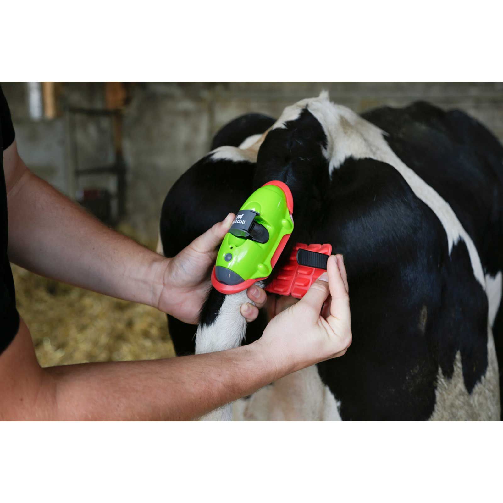Kerbl MooCall Calving Sensor for Cows, GSM Alert System, in use, held in hand